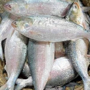 ৪ পিস ইলিশ মাছ ৮ কেজি