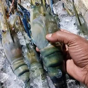 ১ কেজি চিংড়ি মাছ