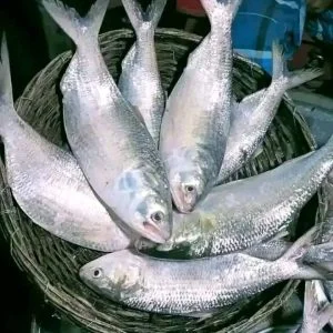 ১২পিস ইলিশ মাছ ৬ কেজি